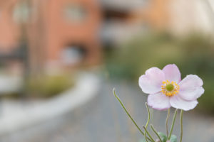 Immobilie Heuledi Oberarth: Detailaufnahme mit Blume im Vordergrund